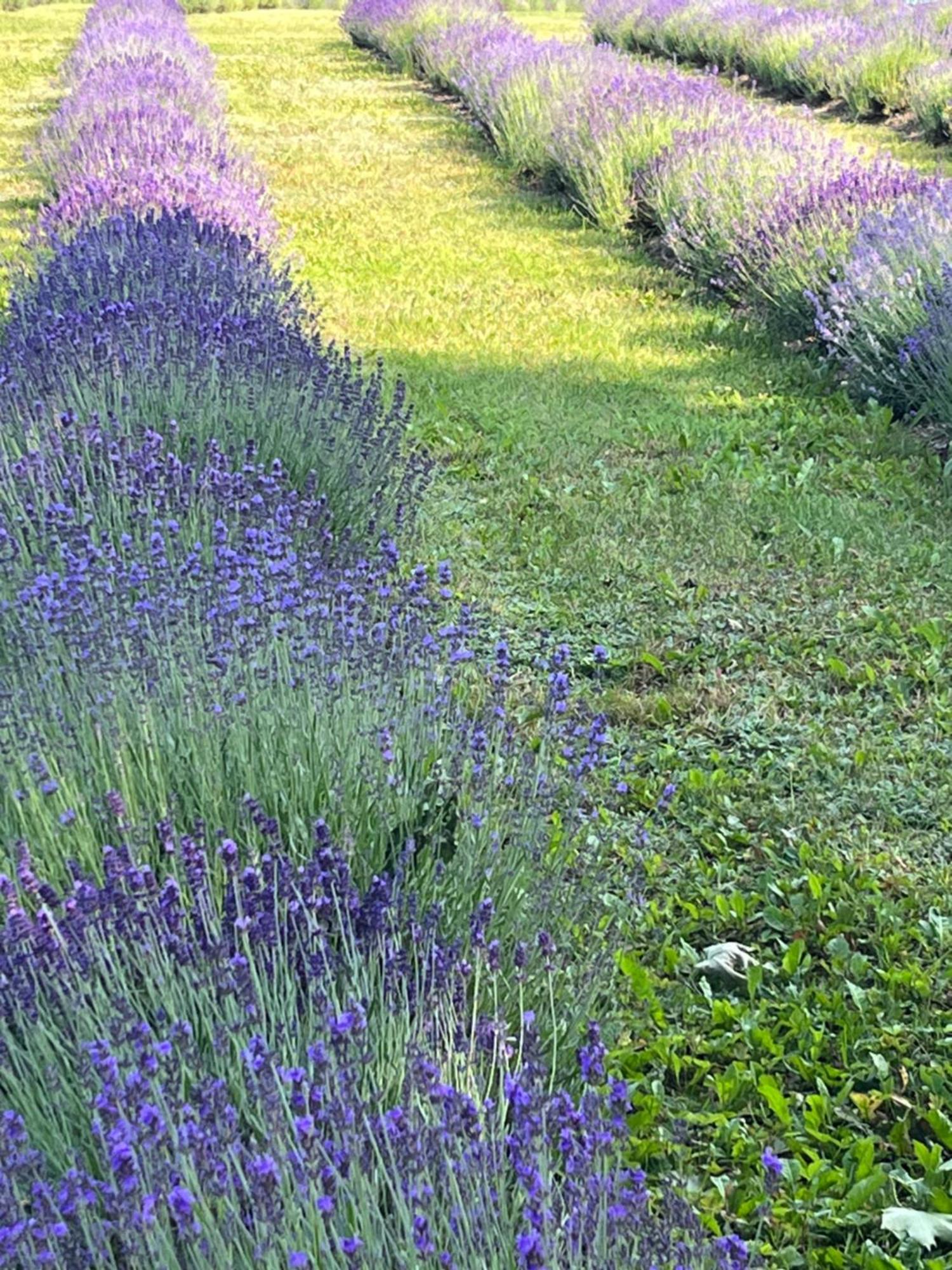 Lavender Village Kiemeliai Buitenkant foto