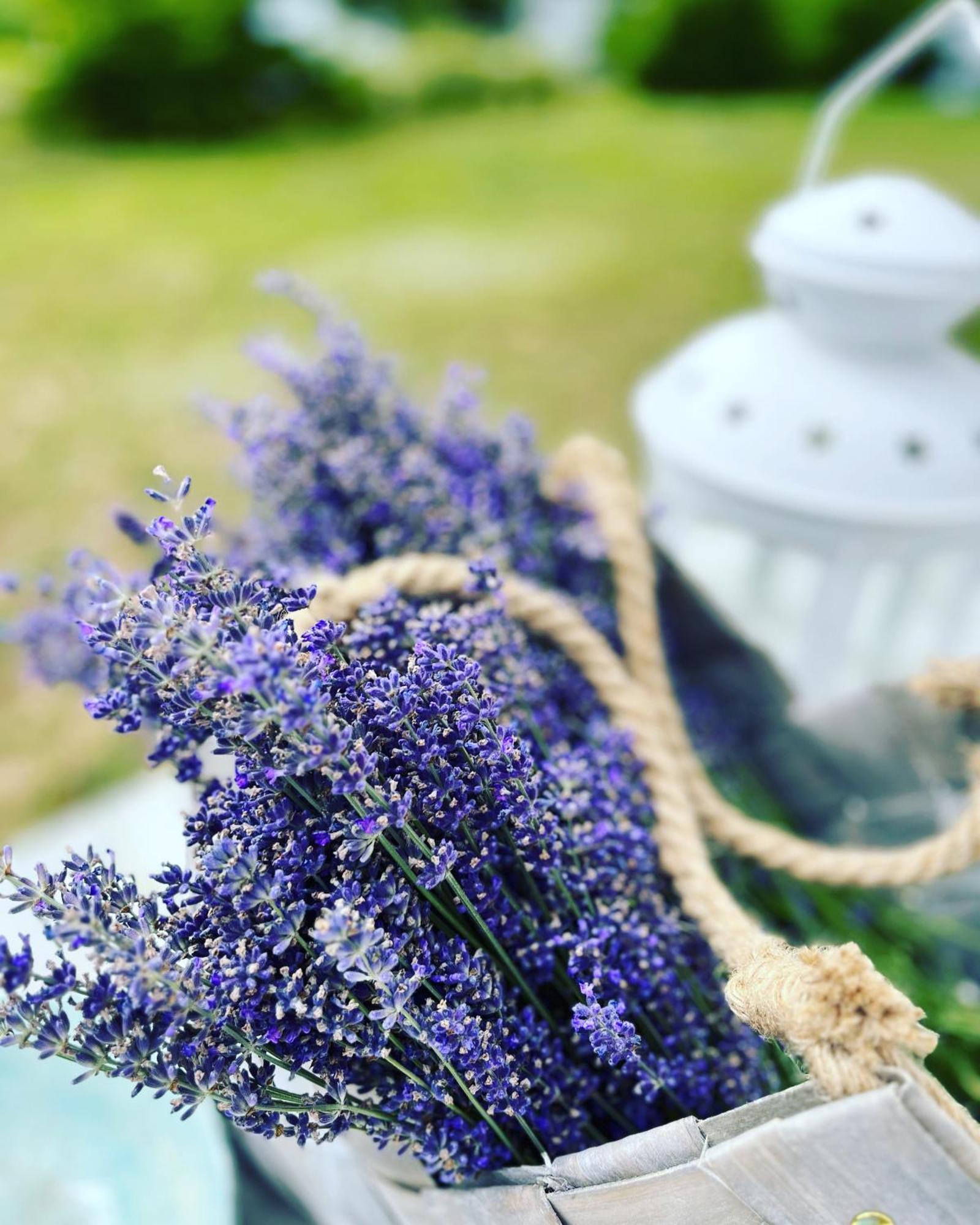 Lavender Village Kiemeliai Buitenkant foto