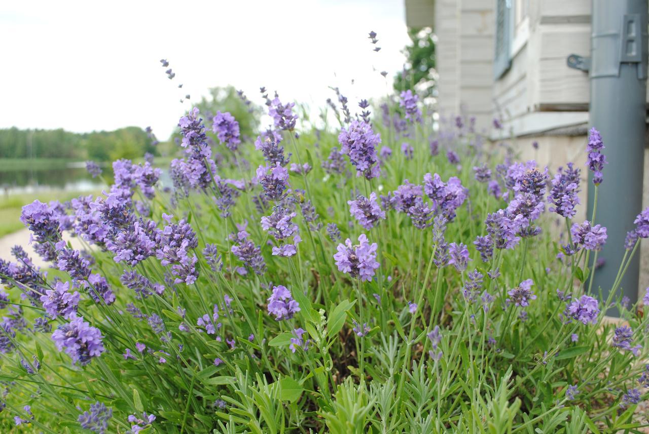 Lavender Village Kiemeliai Buitenkant foto