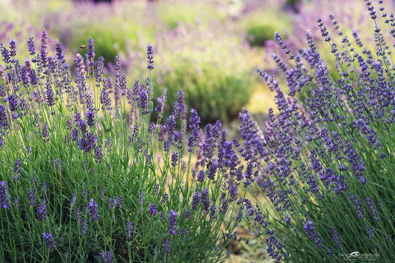 Lavender Village Kiemeliai Buitenkant foto